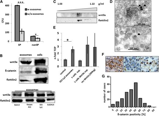 Figure 6. Exosome-mediated Wnt3a signal transmission and β-catenin in clinical samples of DLBCL. (A) Enhanced CFU activity of OCI Ly3 SP cells by addition of autologous exosomes (2 mg/mL) in semisolid media (n = 3, ***P < .0001; *P = .046; 2-sided Student t test). (B) Enrichment of Wnt3a in the exosome fraction of lymphoma cell line supernatants (OCI Ly3, upper panel; further cell lines, lower panel; flottilin2 as an exosome marker). (C) Sedimentation of Wnt3a at a density of 1.16 g/mL together with flottillin2 in a sucrose gradient of OCI Ly3 supernatant. (D) Electron microscopy with immunogold staining showing Wnt3a at the surface of the exosomes (filled arrowhead, upper panel), with heterogeneous amounts between exosomes (lower panel). (E) Increased TOPflash (TOP) reporter activity by exosomes from OCI Ly3 lymphoma cells (2.3-fold, *P = .048, 2-sided t test), comparable to supernatant of L cells with ectopic Wnt3a expression or recombinant Wnt3a (representative example of 3 independent experiments). (F) Detection of β-catenin in aggressive lymphoma samples with cytoplasmic staining (right panel, empty arrowhead), perinuclear staining in most cases (middle panel, gray arrowhead), and rarely nuclear staining (right panel, black arrowhead; original magnification ×400; compare with supplemental Figure 10). (G) In the samples of the prospective DSHNHL B1/B2 protocols (n = 258), the proportions of positive cells per sample showed a unimodal distribution of β-catenin expression levels (compare with supplemental Figure 10B).