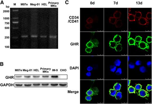 Figure 1. The expression of GH receptor in megakaryocytes. (A-B) RT-PCR and western blot analysis of GHR expression in M07e, Meg-01, HEL cell lines, and human primary megakaryocytes. IM-9 and Chinese hamster ovary cells were taken as positive and negative controls, respectively. (C) Human cord blood-derived CD34+ cells were cultured in serum-free medium with 20 ng/ml TPO for 13 days. The expressions of GHR (green fluorescence), CD34, and CD41 (red fluorescence) in the cells were detected by confocal microscopy. DAPI was used for nuclear staining (blue fluorescence). All data are from 3 independent experiments.