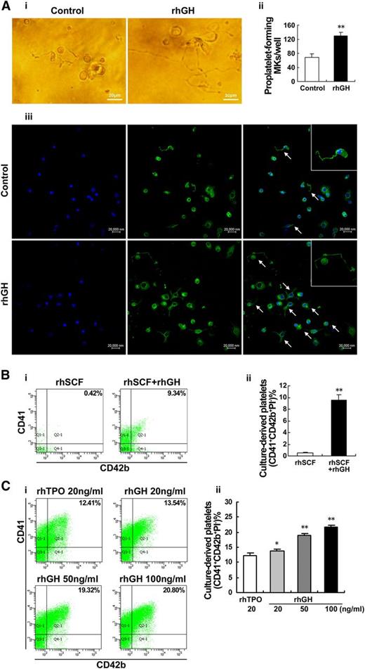Figure 3. hGH promotes proplatelet formation and platelet production by cultured megakaryocytes. (A) Human cord blood-derived CD34+ cells were cultured with rhTPO (20 ng/ml) for 7 days and then treated with rhGH (100 ng/ml) for 3 days. Proplatelet formations in representative megakaryocytes were detected by phase contrast imaging (i), and visualized by confocal microscopy (iii) after being stained with anti-β1-tubulin (green) and DAPI (blue). Arrows indicate typical proplatelet formations. (ii) Histogram showing the number of proplatelet-forming megakaryocytes for each group. Data are from 3 independent experiments. Error bars denote SD. **P < .01. (B) Human cord blood-derived CD34+ cells were treated with rhSCF (20 ng/ml) in the presence or absence of rhGH (100 ng/ml) for 13 days. (i) Culture-derived platelets were stained with APC-CD41, FITC-CD42b, and PI, and analyzed by flow cytometry. (ii) Mean percentages of CD41+CD42b+PI− culture-derived platelets are shown. Data are representative of 3 independent experiments. Error bars denote SD. **P < .01. (C) Human cord blood-derived CD34+ cells were treated with rhTPO (20 ng/ml) for 7 days and then treated with rhGH (20, 50, or 100 ng/ml) or rhTPO (20 ng/ml) for 6 days. (i) Culture-derived platelets stained with APC-CD41, FITC-CD42b, and PI was analyzed by flow cytometry. (ii) Histogram showing the percentage of CD41+CD42b+PI− culture-derived platelets in 3 independent experiments. Error bars denote SD. *P < .05; **P < .01.