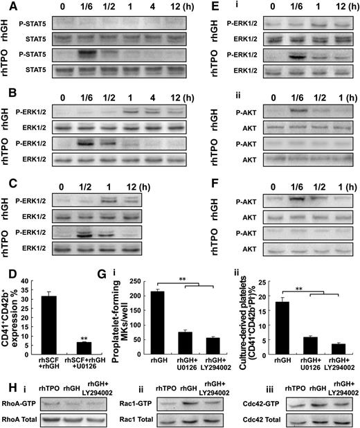 Figure 4. hGH enhances dTMP-induced platelet production. (A-B) Western blot analysis of p-STAT5 and p-ERK1/2 in whole-cell lysates from M07e cells after exposure to rhTPO (20 ng/ml) or rhGH (100 ng/ml) for the indicated times. (C) Western blot analysis of p-ERK1/2 in whole-cell lysates from human cord blood-derived CD34+ cells cultured with rhTPO (20 ng/ml) for 6 days, and treated with rhTPO (20 ng/ml) or rhGH (100 ng/ml) for the indicated times after starvation. (D) Human cord blood-derived CD34+ cells were cultured with rhGH (100 ng/ml) in the presence of rhSCF (20 ng/ml) for 7 days; then the cells were further treated with rhGH (100 ng/ml) for another 3 days with or without U0126 (10 μM) in the culture. Histogram showing the percentage of CD41+CD42b+ megakaryocytes from 3 independent experiments analyzed by flow cytometry. Error bars denote SD. (E) Western blot analysis of p-ERK1/2 (i) and p-Akt (ii) in whole-cell lysates from human cord blood-derived CD34+ cells cultured with rhTPO (20 ng/ml) for 11 days, and then treated with rhTPO (20 ng/ml) or rhGH (100 ng/ml) for the indicated times after starvation. (F) Western blot analysis of p-Akt in whole-cell lysates from Meg-01 cells after exposure to rhTPO (20 ng/ml) or rhGH (100 ng/ml) for the indicated times. (G) Human cord blood-derived CD34+ cells were cultured with rhTPO (20 ng/ml) for 7 days and then treated with rhGH (100 ng/ml) with or without U0126 (10 μM) or LY294002 (20 μM) for another 3 or 6 days. (i) Proplatelet-forming megakaryocytes were counted in each well 3 days later. (ii) Culture-derived platelets were analyzed 6 days later. Mean ± SD of 3 experiments. **P < .01. (H) Western blot analysis of the activation of ρ GTPases, RhoA (i), Rac1 (ii), and Cdc42 (iii) in whole-cell lysates from human cord blood-derived CD34+ cells cultured with rhTPO (20 ng/ml) for 7 days, and then treated with rhGH (100 ng/ml) for 3 days with or without LY294002 (20 μM).