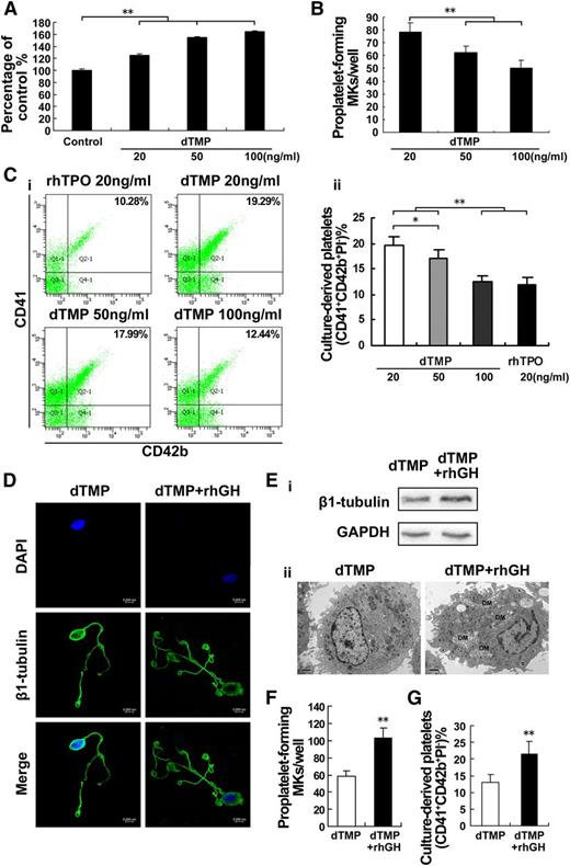 Figure 5. hGH enhances dTMP-induced platelet production. (A) Viability of M07e cells cultured with dTMP (20 ng/ml, 50 ng/ml, or 100 ng/ml) for 72 hours was analyzed by CCK-8 assay. The data are from 6 independent assays with a single batch of cells. Error bars denote SD. **P < .01. (B) Human cord blood-derived CD34+ cells were cultured with dTMP (20 ng/ml, 50 ng/ml, or 100 ng/ml) for 10 days and then the proplatelet formations were observed under a phase-contrast microscope. Histogram shows the number of proplatelet-forming megakaryocytes. Data are from 3 independent experiments. Error bars denote SD. **P < .01. (C) Human cord blood-derived CD34+ cells were cultured with dTMP (20 ng/ml, 50 ng/ml, or 100 ng/ml) or rhTPO (20 ng/ml) for 13 days. (i) Culture-derived platelets stained with APC-CD41, FITC-CD42b, and PI was analyzed by flow cytometry. (ii) Histogram showing the percentage of CD41+CD42b+PI− culture-derived platelets from 3 independent experiments. Error bars denote SD. *P < .05; **P < .01. (D) Human cord blood-derived CD34+ cells were cultured with dTMP (20 ng/ml) in the absence or presence of rhGH (100 ng/ml) for 10 days. Proplatelet formations in representative megakaryocytes were stained with β1-tubulin (green) and DAPI (blue), and visualized by confocal microscope. (E) The expression level of β1-tubulin in human cord blood-derived CD34+ cells cultured with dTMP (20 ng/ml) in the absence or presence of rhGH (100 ng/ml) for 10 days was analyzed by western blot (i) and the cells were visualized by TEM (ii). DM, demarcation membrane; N, nucleus. (F) Histogram showing the number of proplatelet-forming megakaryocytes for each group. Data are from 3 independent experiments. Error bars denote SD. **P < .01. (G) Human cord blood-derived CD34+ cells were cultured with dTMP (20 ng/ml) in the absence or presence of rhGH (100 ng/ml) for 13 days. Histogram shows the percentage of CD41+CD42b+PI− culture-derived platelets in 3 independent experiments. Error bars denote SD. **P < .01.