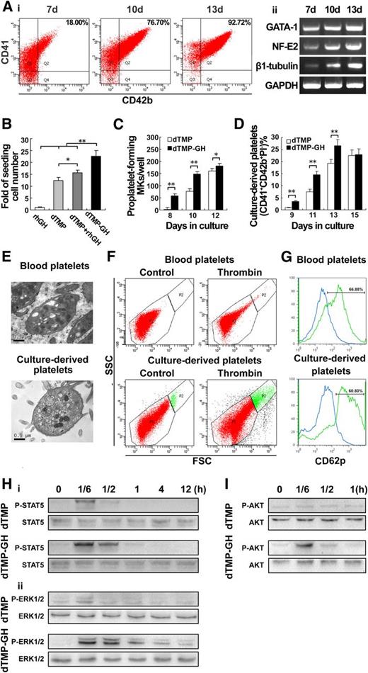 Figure 6. The dTMP-GH fusion protein strongly promotes thrombopoiesis. (A) Human cord blood-derived CD34+ cells were cultured with dTMP-GH (120 ng/ml) for 7, 10, and 13 days. (i) The proportion of CD41+CD42b+ cells was analyzed by flow cytometry. (ii) The expression levels of GATA-1, NF-E2, and β1-tubulin were analyzed by RT-PCR. (B) Histogram showing the proliferation of human cord blood-derived CD34+ cells cultured with dTMP-GH (120 ng/ml), dTMP (20 ng/ml), or rhGH (100 ng/ml) at day 7. The cells were counted by cytometer. Data are from 3 independent experiments. Error bars denote SD. *P < .05; **P < .01. (C) Histogram showing the number of proplatelet-forming megakaryocytes derived from human cord blood-derived CD34+ cells cultured with dTMP (20 ng/ml) or dTMP-GH (120 ng/ml) at days 8, 10, and 12. Data are from 3 independent experiments. Error bars denote SD. *P < .05; **P < .01. (D) Culture-derived platelets were stained with CD41-PE, CD42b-APC, and PI. Histogram shows the percentage of CD41+CD42b+PI− culture-derived platelets detected by flow cytometry. Data are from 3 independent experiments. Error bars denote SD. **P < .01. (E) TEM analysis of blood- and culture-derived platelets (×30 000). (F) Aggregation of platelets. Platelets were stimulated with 2 U/ml thrombin for 15 minutes and analyzed by flow cytometry. Unstimulated platelets were used as control. Top and bottom panels represent blood-derived platelets and culture-derived platelets, respectively. (G) Platelets were stimulated with or without 2 U/ml thrombin for 15 minutes. Expression of P-selection was analyzed by CD62p-PE staining (blue line indicates unstimulated platelets; green line indicates thrombin-stimulated platelets). (H) Western blot analysis of p-STAT5 (i), and p-ERK1/2 (ii), in whole-cell lysates from M07e cells after exposure to dTMP (20 ng/ml) or dTMP-GH (120 ng/ml) for the indicated times. (I) Western blot analysis of p-Akt in whole-cell lysates from Meg-01 cells after exposure to dTMP (20 ng/ml) or dTMP-GH (120 ng/ml) for the indicated times.