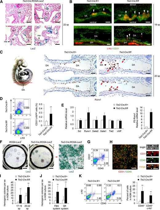 Figure 1. Enhanced hemogenic activity of Smad4-deficient endothelium in vivo and in vitro. (A) Sections of β-D-galactosidase (LacZ)-stained Tie2-Cre;ROSA-LacZ double transgenic embryos at 22 sp. Scale bars: 50 μm. (B) Whole mount immunostaining of c-Kit (red) and CD31 (green) at 18 sp. Confocal images of the embryonic vitelline arteries (VA, upper, three-dimensional reconstructions with totally 15 μm thickness) and dorsal aortas (DA) (lower, representative single images) are shown. c-Kit+CD31+ clusters (upper, arrowheads) or cluster cells (lower, arrowheads) attached to the ventral side of CD31+ endothelial layer are shown. The arrow indicates a c-Kit+CD31− circulating cell in the aorta. Scale bars: 20 μm. (C) Immunohistochemistry staining of Runx1 in the aorta region of Tie2-Cre;Smad4fl/fl and control embryos at 20 sp. Continuous sections for each genotype are shown. Arrowheads indicate the Runx1+ intra-aortic clusters with more than 5 cells exclusively in the Tie2-Cre;Smad4fl/fl embryos. The diagram on the left illustrates the location analyzed. Scale bars: 50 μm. (D) Representative FACS analysis of caudal half cells for c-Kit and CD31 expression (left). The graph to the right shows percentages of the gated populations (n = 8). (E) Real-time PCR analysis of RNA extracts from E9.5 caudal half. Relative expression fold to that of control embryos is shown (n = 4). (F) LacZ stained AGM cultures derived from E9.5 ROSA-LacZ transgenic embryos without (left) or with (middle and right) Tie2-Cre transgene. Blue cycles indicate individual colonies. Magnification (right) of the red boxed region in the macroscopic view (middle) is shown. Scale bars: left and middle, 200 mm; right, 100 μm. (G) Representative FACS analysis of the cells recovered from the E9.5 AGM culture. (H) CD31 (red) and CD45 (green) double immunostaining of an E9.5 AGM culture. Arrowheads denote the “budding” cells co-expressed CD31 and CD45 with the CD45 signals enriched in the detaching parts. Scale bars: left, 100 μm; right, 50 μm. (I-J) Graphs showing the numbers of colonies generated in the AGM cultures from Tie2-Cre;Smad4fl/fl and control embryos (n = 4). (K) Representative FACS analysis of cells derived from the AGM cultures (left). The graph to the right shows the percentages of different subpopulations (n = 3). Data are mean ± standard deviation. DA, dorsal aorta; ee, embryo equivalent; me, mesenchymal cells surrounding the vitelline artery; nt, neural tube; SR, serum replacement; VA, vitelline artery. **P < .01, compared with control embryos.