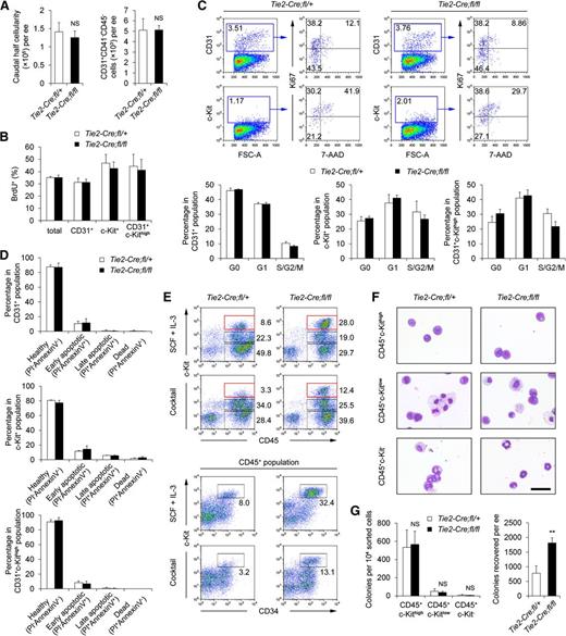 Figure 2. Increased hemogenesis in Tie2-Cre;Smad4fl/fl embryos is not due to abnormal hematopoietic proliferation, survival, or differentiation. (A) Graphs showing the absolute numbers of total cells (left) and CD31+CD41−CD45− endothelial cells (right) in the caudal half of Tie2-Cre;Smad4fl/fl and control embryos (n = 3). (B) Graph showing the percentage of BrdU+ cells within different subpopulations of the caudal half determined by FACS analysis (n = 3). No increase was detected in the Smad4 mutants as compared with the control embryos. (C) Representative FACS analysis of Ki67/7-AAD fluorescence in the CD31+ or c-Kit+ populations of the caudal half of Tie2-Cre;Smad4fl/fl and control embryos (upper). Graphs to the lower showing the cell cycle status within different subpopulations of the caudal half determined by FACS analysis of Ki67/7-AAD fluorescence (n = 4). (D) Graphs showing the apoptotic status within different subpopulations of the caudal half determined by FACS analysis of Annexin V/PI fluorescence (n = 5). No difference was detected in the Smad4 mutants as compared with the control embryos in all the groups. (E) Tie2+ cells from the caudal half of Tie2-Cre;Smad4fl/fl and control embryos were cultured on OP9 for 7 to 9 days. Representative FACS analysis of cells generated in the cultures is shown. (F) Morphologic analysis of the sorted populations generated from Tie2+ caudal half cells in the OP9-DL1 coculture. Cytospin preparations are stained with May-Grunwald/Giemsa. Scale bar: 40 μm. (G) Graph to the left showing the frequencies of CFU-Cs in the individual sorted populations generated from Tie2+ caudal half cells in the OP9-DL1 coculture. Graph to the right showing the total number of CFU-Cs recovered from the OP9-DL1 coculture (n = 4). Data are mean ± standard deviation. NS, not significant. **P < .01.