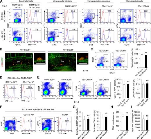 Figure 3. Deletion of Smad4 by Vav-Cre has no influence on hematopoietic progenitor generation and homeostasis. (A) Representative FACS analysis of EYFP fluorescence in the gated subpopulations (blue boxes) of E10.5 Tie2-Cre;ROSA-EYFP (upper) and E10.5 Vav-Cre;ROSA-EYFP (lower) AGM regions, respectively. The ROSA-EYFP littermate without the Cre transgene serves as the negative controls (red lines). (B) Whole mount immunostaining of c-Kit (red) and CD31 (green) at E10.5. Confocal images of the aorta region of Vav-Cre;Smad4fl/fl and control embryos are shown (three-dimensional reconstructions with totally 120 μm thickness). Higher magnification images of representative clusters are shown to the right, respectively. Scale bars: 40 μm. (C) Representative FACS analysis of E10.5 AGM cells for CD31+c-Kithigh expression (left). The graph to the right shows the percentages of the gated populations (n = 3). (D) Representative FACS analysis of EYFP fluorescence in the CD31+c-Kithigh and CD41lowc-Kit+ subpopulations of the E11.5 Vav-Cre;ROSA-EYFP AGM region. The ROSA-EYFP littermate without the Cre transgene serves as the negative controls (red lines). (E) Representative FACS analysis of E11.5 AGM cells for CD31+c-Kithigh and CD41lowc-Kit+ expression (left). The graphs to the right show the percentages of the gated populations (n = 3). (F) Representative FACS analysis of EYFP fluorescence in the hematopoietic progenitors (CD45+c-Kit+) and hematopoietic cells (CD45+) of the E12.5 Vav-Cre;ROSA-EYFP fetal liver. The ROSA-EYFP littermate without the Cre transgene serves as the negative controls (red lines). (G) Graphs showing the frequencies of hematopoietic progenitors and hematopoietic cells in the E12.5 fetal liver of Vav-Cre;Smad4fl/fl and control embryos (n = 3). (H) Graph showing the number of hematopoietic colonies in the E11.5 AGM region of Vav-Cre;Smad4fl/fl and control embryos (n = 3). (I) Graphs showing the number of hematopoietic colonies in the E12.5 fetal liver of Vav-Cre;Smad4fl/fl and control embryos (n = 3). Data are mean ± standard deviation. DA, dorsal aorta; NS, not significant.