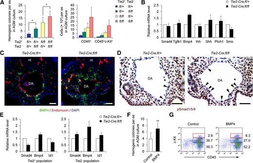 Figure 4. Smad4 deficiency in the endothelium results in a gain-of-BMP4 function in hemogenesis. (A) Sorted Tie2+ and Tie2− cells from the caudal half of Tie2-Cre;Smad4fl/fl and control embryos, respectively, were reciprocally mixed in the AGM culture. Colonies generated (left, n = 4) and different subpopulations detected by FACS (right, n = 2) are shown. fl/+, Tie2-Cre;Smad4fl/+; fl/fl, Tie2-Cre;Smad4fl/fl. (B) Real-time PCR analysis of gene expression in the caudal half of Tie2-Cre;Smad4fl/fl and control embryos. Relative expression fold to that of control embryos is shown (n = 3). (C) Immunofluorescence staining of BMP4 (green) and endomucin (red) in the aorta region of Tie2-Cre;Smad4fl/fl and control embryos, showing the increased expression of BMP4 around the aorta of mutant embryo. Nuclei were stained with DAPI (blue). Scale bars: 50 μm. (D) Immunohistochemistry staining of pSmad1/5/8 in the aorta region of Tie2-Cre;Smad4fl/fl and control embryos. Arrowheads indicate the pSmad1/5/8-positive aortic endothelium. Scale bars: 50 μm. (E) Real-time PCR analysis of gene expression in the sorted Tie2+ (left) and Tie2− (right) populations derived from the caudal half of Tie2-Cre;Smad4fl/fl and control embryos. Relative expression fold to that of control embryos is shown (n = 3). (F) Graph showing the hemogenic colonies generated in the AGM cultures derived from E9.5 embryos. BMP4 addition significantly increases the colony generation in the AGM cultures (n = 6). (G) Caudal half Tie2+ cells from E9.5 embryos were cultured on OP9-DL1 with or without BMP4 for 7 to 9 days. Representative FACS analysis of cells generated in the cultures is shown. Data are mean ± standard deviation. DA, dorsal aorta; nt, neural tube. *P < .05; **P < .01.