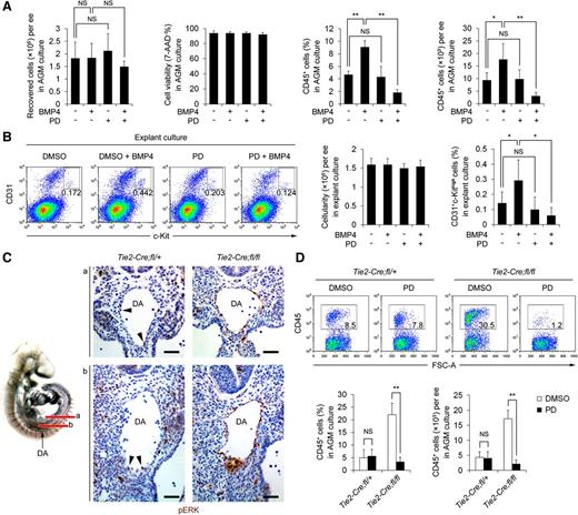 Figure 5. Increased activation of ERK is responsible for the enhanced hemogenesis in Tie2-Cre;Smad4fl/fl embryos. (A) Graphs showing the absolute number of recovered cells, the cell viability determined by 7-AAD staining, and the frequencies and total numbers of CD45+ cells generated in the AGM cultures derived from E9.5 embryos (n = 4). BMP4 and/or PD 98059 were added as indicated. (B) Caudal half of E9.5 embryos were cultured as explants in the presence of BMP4 and/or PD 98059. Representative FACS analysis for CD31+c-Kithigh expression is shown (left). The graphs to the right denote the cellularity recovered and the percentages of the gated populations in the explant cultures (n = 3). (C) Immunohistochemistry staining of pERK in the aorta region of Tie2-Cre;Smad4fl/fl and control embryos, showing apparently increased expression of endothelial pERK in the mutants. Arrowheads indicate the pERK-positive aortic endothelium in the control embryos. The diagram on the left illustrates locations analyzed. Scale bars: 50 μm. (D) AGM cultures derived from E9.5 embryos were performed and PD 98059 was added as indicated. Representative FACS analysis for CD45 expression is shown (upper). The graphs to the lower denote the frequencies and the total numbers of CD45+ cell generated in the cultures (n = 4). Data are mean ± SD. DA, dorsal aorta; NS, not significant. *P < .05; **P < .01.