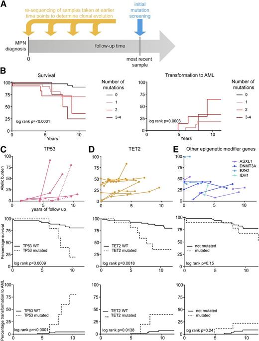 Figure 3. Analysis of sequential samples: clinical correlations and risk stratification. (A) Scheme of resequencing of mutations in serial samples to determine the time of acquisition and clonal evolution. (B) Kaplan-Meier curves for the probabilities of survival (left panel) and transformation into AML (right panel). Numbers indicate the number of somatic mutations per patient omitting JAK2 V617F and CALR mutations. (C) Time course of the TP53 mutant allele burden in serial follow-up samples of 4 MPN patients with available follow-up samples (upper panel). One patient harbored 2 distinct TP53 mutations (dotted lines), only one of which displayed loss of heterozygosity. Survival (middle panel) and transformation to AML (lower panel) is shown below for 5 patients with mutations in TP53. (D) Time course of the TET2 mutant allele burden in serial follow-up samples of 12 MPN patients (upper panel). Survival (middle panel) and transformation to AML (lower panel) is shown below for 23 patients with mutations in TET2. (E) Time course of the mutant allele burden of epigenetic modifiers (ASXL1, DNMT3A, EZH2, and IDH1) in serial follow-up samples of 11 MPN patients (upper panel). Survival (middle panel) and transformation to AML (lower panel) is shown below for 29 patients with mutations in ASXL1, DNMT3A, EZH2, or IDH1.