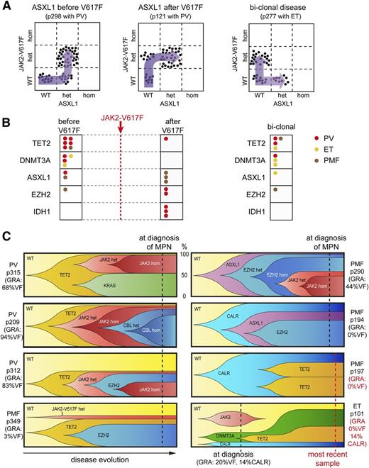 Figure 4. Clonal evolution in MPN patients carrying somatic mutations in epigenetic modifier genes. Single erythroid or granulocytic colonies (BFU-Es and CFU-G) grown in methylcellulose were individually picked and analyzed for the presence or absence of JAK2 V617F and other somatic mutations. (A) Examples of 3 patients who acquired an ASXL1 mutation before JAK2 V617F (left panel), after JAK2 V617F (middle panel), or in a clone separate from JAK2 V617F (right panel) are shown. Each dot represents a single colony that was genotyped and placed into the corresponding quadrant. (B) Summary of the temporal order of acquisition of mutations in relation to JAK2 V617F. Each dot represents 1 patient analyzed as shown in panel A and placed into the corresponding quadrant. Events in ET patients are depicted in yellow, PV patients in red, and PMF patients in brown. (C) Patterns of clonal evolution in 8 MPN patients carrying multiple somatic mutations. Dotted lines denote the time of analysis and the y-axis indicates the percentage of the colonies with or without the corresponding somatic mutations. %VF, JAK2-V617F mutant allele burden in purified granulocytes from peripheral blood. Although the order of events depicted can be deduced from the single-clone analysis (dotted line), the exact timing of the acquisition of the individual mutations and the time needed for the clonal expansion remains unknown and is shown only schematically. GRA, granulocytes.