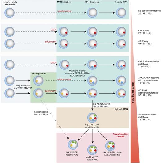 Figure 5. Model of MPN disease evolution and risk stratification in correlation to mutational events.