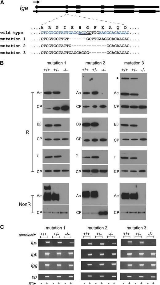 Figure 1. Generation of afibrinogenemic zebrafish. Mutations were introduced in exon 2 of the zebrafish fga gene by ZFN-mediated editing. (A) The mutations in zebrafish lines described are represented. The exon-intron composition of the 2 zebrafish fga transcripts, encoding fibrinogen Aα (upper) and Aα-E (lower), are sketched at the top of the panel. Coding regions are broad, noncoding parts of the transcripts and introns are narrow. The arrow represents the transcriptional orientation. The mutated region of exon 2 is zoomed, showing the local single-letter amino acid sequence in the wild-type Aα or Aα-E above the nucleotide sequence within exon 2 for wild-type and mutant zebrafish described. The underlined nucleotides in the wild-type sequence are a BceAI recognition sequence, disrupted in the mutants described and used for genotyping. The blue letters represent the position of the designed interaction site for the ZFN used; only one DNA strand is shown for clarity. Hyphens represent deleted nucleotides. Mutation 1 is a 10-nucleotide deletion and 3-nucleotide insertion, mutation 2 a 14-nucleotide deletion, and mutation 3 a 7-nucleotide deletion. (B) Reduced (R) plasma preparations from wild-type (+/+), heterozygous (+/−), and homozygous (−/−) mutant fish were subjected to western blotting using antibodies to zebrafish fibrinogen Aα, Bβ, and γ chains and ceruloplasmin (CP) as a loading control for each blot. A second Aα blot was made with nonreduced samples to detect the fibrinogen hexamer (NonR). The additional high-molecular weight band in the mutation 1 wild-type (+/+) nonreduced Aα blot is thought to be a small amount of fibrin polymer that may have rapidly formed upon tail sectioning prior to immersion in heparin solution. Fibrinogen was not detected in any of the homozygous mutant fish plasma samples (−/−). The additional higher molecular weight anti-Aα reactive band in the mutation 3 +/+ and +/− samples, marked with an asterisk, is thought to be the Aα-E isoform. Its absence in mutation 1 and 2 +/+ and +/− samples is due to a polymorphism seen on the nonmutated fga allele in these lines that is predicted to truncate the Aα-E isoform (supplemental Data). (C) RT-PCR products run on agarose gels are shown for fga, fgb, fgg, and ceruloplasmin (cp) cDNA in wild-type (+/+), heterozygous (+/−), and homozygous mutant fish (−/−) liver samples for each zebrafish line. The − or + under each lane denotes PCR reactions made on cDNA synthesis reactions without (−) or with (+) reverse transcriptase.