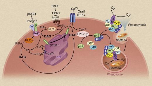 Activation of the formyl peptide receptor 1 (FPR1) by fMet-Leu-Phe (fMLF), the integrin by pRGD (an Arg-Gly-Asp-containing fibronectin-like binding fragment), and the Fcg receptors (not shown) leads to phospholipase C (PLC) activation, hydrolysis of phosphatidylinositol 4,5-bisphosphate (PIP2), and IP3 production. The resulting release of Ca2+ from ER triggers STIM1-dependent Ca2+ influx, causing sustained increase of intracellular Ca2+ concentration through the opening of the ORAI calcium release-activated calcium modulator, and the transient receptor potential (TRP) channel, TRPC. Ca2+-dependent and diacylglycerol (DAG)-dependent activation of PKCa and PKCb leads to phosphorylation of p47phox (circled P's in the figure) and assembly of a functional NADPH oxidase in neutrophils. FAK, focal adhesion kinase that mediates integrin signaling; p47phox, a cytosolic component of the phagocyte NADPH oxidase (phox) with an apparent molecular weigh of 47 kDa. Professional illustration by Debra T. Dartez.