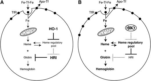 This figure illustrates the role of HO-1 on hemoglobinization by acting on intracellular heme level, TfR expression, and iron uptake. See Figure 7 in the article by Garcia-Santos et al that begins on page 2269.