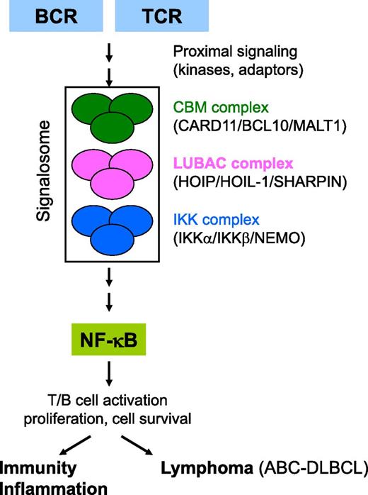Hypothetical model for the role of LUBAC in antigen receptor–induced NF-κB signaling. TCR and BCR stimulation by antigens triggers the activation of proximal adaptors and kinases, followed by the rapid assembly of a signaling platform (known as the CBM complex) that contains the scaffold proteins CARD11/BCL10 and the paracaspase MALT1. In ABC-DLBCL, the CBM complex is preassembled, which often results from somatic mutations in positive or negative regulatory signaling proteins. Formation of the CBM complex results in the downstream activation of the IKK complex, consisting of 2 kinases (IKKα and IKKβ) and an adaptor protein NEMO. IKK-mediated phosphorylation results in the nuclear translocation of NF-κB where it induces the expression of several genes that mediate T- and B-cell activation and proliferation. In ABC-DLBCL, NF-κB is constitutively activated leading to the expression of anti-apoptotic genes and cell survival. How CBM connects to the IKK complex is still largely unclear. Dubois et al demonstrate that TCR- and BCR-induced NF-κB signaling also involves a third multiprotein complex known as LUBAC (consisting of HOIP, HOIL-1, and SHARPIN). LUBAC is best known for its role in tumor necrosis factor–induced NF-κB signaling, where it modifies specific signaling proteins with head-to-tail linked (linear) ubiquitin modules. However, the study of Dubois et al shows a catalytic-independent role of LUBAC in lymphocytes. Their results are compatible with a model in which antigen receptor stimulation induces the formation of a large signalosome in which LUBAC functions as an adaptor between the CBM and IKK complexes.