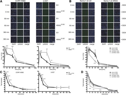 Figure 2. KRASG13D-positive cells show delayed repair kinetics of DSBs. (A) (Left) CCRF-HSB2 cells and (right) U-937 cells transduced with either EV or pLenti6.2-KRASG13D were irradiated with 10 Gy. Cells were stained with anti-γH2AX-Alexa488 and DAPI at the indicated time points. Graphs show the percentage of cells with >5 γH2AX foci (200 cells per experiment were analyzed). Shown are the mean values ± SD of 3 independent experiments (*P < .05, **P < .01, ***P < .001, Student t test). (B) Nomo-1 cells transduced with either (left) nonsilencing miR-shRNA (sh ctrl) or (right) KRAS-miR-shRNA (sh KRAS) were irradiated with 10 Gy. Cells were stained with anti–γH2AX-Alexa488 and DAPI at the indicated time points. Graphs show the percentage of cells with >5 γH2AX foci. Data represent mean values ± SD of 3 independent experiments (***P < .001, Student t test). (C) (Left) CCRF-HSB2, (right) U-937, and (D) Nomo-1 cells (± doxycyline treatment) were irradiated with 10 Gy and repair kinetics of induced DSBs were determined by the neutral comet assay at different time points following irradiation. Data represent the mean of ≥3 independent experiments ± SD (*P < .05, **P < .01, ***P < .001, Student t test).