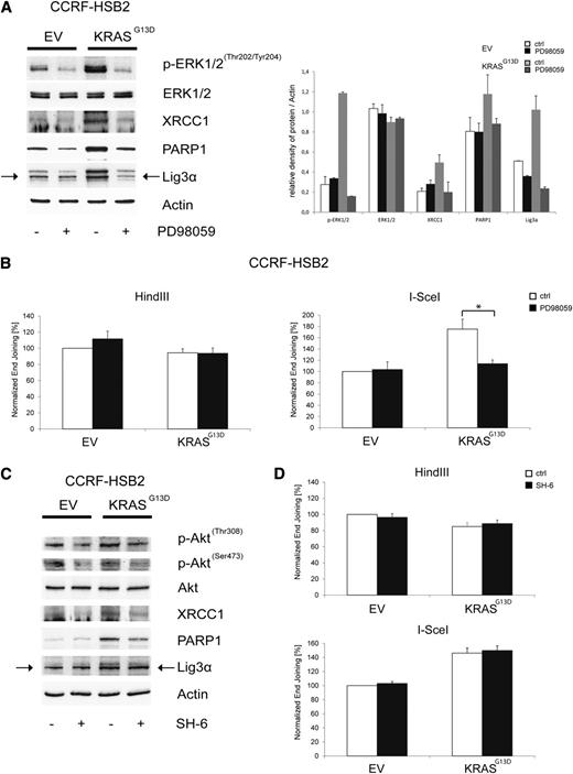 Figure 4. Pharmacologic inhibition of MEK/ERK kinase reverses the KRASG13D-induced deregulation of the alt-NHEJ. (A) Protein expression of p-ERK1/2Thr202/Tyr204, ERK1/2, XRCC1, PARP1, Lig3α, and actin in cell extracts of transduced CCRF-HSB2 cells treated with the selective MEK inhibitor PD98059 (200 µM) for 24 hours. Shown is 1 representative analysis of 2 independent experiments. Bar graph shows protein expression levels relative to actin determined by the means of densitometry of 2 independent experiments. (B) CCRF-HSB2 cells transduced with either EV or pLenti6.2-KRASG13D were treated with the selective MEK inhibitor PD98059 (200 µM) for 24 hours. After incubation, cells were transfected with either HindIII- or I-SceI–digested linearized plasmid in combination with pDsRed2-N1 as a transfection control. After an incubation period of 24 hours, end-joining efficacy was determined by flow cytometry. Data represent mean values ± SD of 3 independent experiments (*P < .05, Student t test). (C) Protein expression of p-AktThr308, p-AktSer473, Akt, XRCC1, PARP1, Lig3α, and actin in cell extracts of transduced CCRF-HSB2 cells treated with the Akt inhibitor SH-6 (10 µM) for 24 hours. Shown is 1 representative analysis of 2 independent experiments. (D) CCRF-HSB2 cells transduced with either EV or pLenti6.2-KRASG13D were treated with the Akt inhibitor SH-6 (10 µM) for 24 hours. After incubation, cells were transfected with either HindIII- or I-SceI–digested linearized plasmid in combination with pDsRed2-N1 as a transfection control. After an incubation period of 24 hours, end-joining efficacy was determined by flow cytometry. Data represent mean values ± SD of 2 independent experiments.