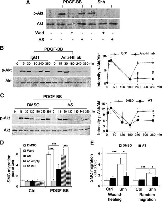 Figure 3. PDGF-BB–induced SMC migration implicates Shh-mediated PI3Kγ activation. (A) SMCs were pretreated for 30 minutes with Wortmannin, a pan PI3K inhibitor (Wort; 100 nmol/L), or AS-252424, a PI3Kγ selective inhibitor (AS; 100 nmol/L), then stimulated for 15 minutes with PDGF-BB (10 ng/mL) or Shh (1 µg/mL). Proteins were extracted and processed by western blot before Akt and phosphorylated Akt (p-Akt) detection. Kinetics of Akt phosphorylation in the presence or absence of the Hh blocking antibody 5E1 (Anti-Hh ab; 1.5 µg/mL) and control IgG1 (B) and in the presence or absence of the PI3Kγ selective inhibitor (AS) and dimethylsulfoxide (DMSO) (C) using western blot (left panels). Secondary Alexa 700-nm coupled antibodies (Invitrogen) and Alexa 800-nm coupled antibodies (LI-COR) were resolved with an infrared system (OdysseyR, LI-COR). Quantifications of band intensity performed with Odyssey software are shown (right panels). Immunoblots shown are representative of 3 independent experiments. (D) Basal and PDGF-BB–induced SMC migration in the presence or absence of PI3Kγ inhibitor (AS; 100 nmol/L) or Wortmannin (Wort; 100 nmol/L) or after transduction with empty (ad empty) or PI3Kγ inactive form (ad KR) adenoviruses. (E) SMC motility was measured after 72 hours in wound-healing assay and after 15 hours in random motility assay with or without stimulation by recombinant Shh (1 µg/mL) and in the presence or absence of PI3Kγ inhibitor (AS; 100 nmol/L). Data represent means ± SD from 3 independent experiments performed in triplicate. *P < .05; ***P < .0005.
