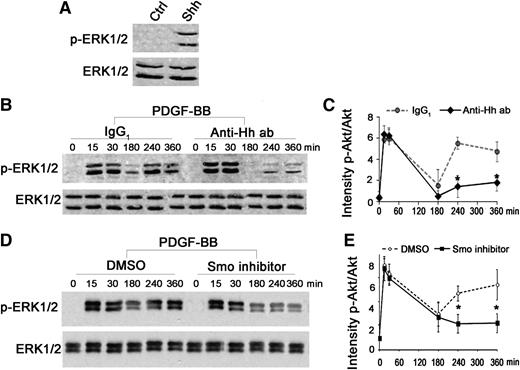 Figure 4. Shh is required to sustain ERK1/2 phosphorylation induced by PDGF-BB. (A) Quiescent SMCs were stimulated for 15 minutes with Shh (1 µg/mL). Proteins were extracted and processed for detection of ERK1/2 and phosphorylated ERK1/2 (p-ERK1/2) by western blot. (B) Kinetics of ERK1/2 phosphorylation in the presence or absence (Ctrl) of the Hh blocking antibody 5E1 (Anti-Hh ab; 1.5 µg/mL). Immunoblots shown are representative of 3 independent experiments. (C) Quantification of band intensity. (D) Kinetics of ERK1/2 phosphorylation in the presence or absence (Ctrl) of the Smo inhibitor cyclopamine (1 µmol/L). Immunoblots shown are representative of 3 independent experiments. (E) Quantifications of band intensity. *P < .05.