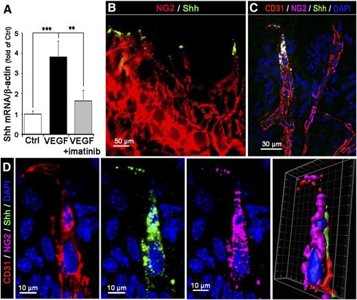 Figure 5. PDGF-BB–dependent Shh expression in VEGF-mediated corneal angiogenesis model. VEGF-containing (5 µg) pellets were implanted into the cornea of C3HeB/FeJ mice (n = 8 per group). (A) Five days later, the Shh mRNA level was evaluated by RT-qPCR in Ctrl and VEGF-treated corneas with or without the PDGFR-β inhibitor imatinib (20 nmol); β-actin was used as a housekeeping reference gene. Data of RT-qPCR represent means ± SD of relative expression vs control corneas. **P < .005; ***P < .0005. (B) Shh (green, Alexa 488) and NG2 (red, Alexa 568) expression was detected by immunostaining and imaged with a Zeiss Observer Z1 fluorescence microscope. (C-D) Shh (green, Alexa 488), EC (CD31, red, Alexa 568), and NG2 (pink, Alexa 647) expression was revealed by immunohistology. Nuclei were counterstained using 4,6 diamidino-2-phenylindole (DAPI; blue). Images were shot with an Olympus FV1000 confocal microscope at low (×20) (C) or high (×40) (D) magnification, respectively. In D, far-right panel shows isosurface analysis by Imaris Bitmap software.