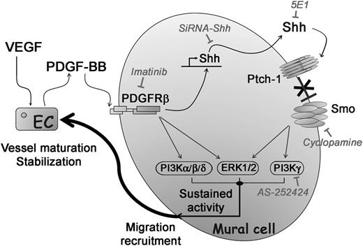 Figure 7. Role of autocrine Shh signaling in the potentiation of PDGF-BB–induced SMC migration and recruitment. PDGF-BB secreted by VEGF-stimulated ECs induces Shh expression in MCs. Locally, autocrine Shh promotes a sequence of events mediated by downstream signaling pathways via PI3Kγ and ERK1/2, leading to costimulation of PDGF-BB pathway targets. By this novel mechanism, Shh potentiates PDGF-BB–mediated NG2+ MC migration and recruitment on growing vessels allowing their long-lasting stabilization.