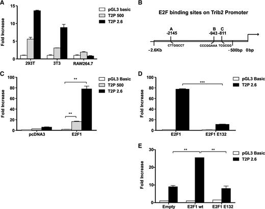 Figure 1. E2F1 binds and activates the Trib2 promoter. (A) 293T, 3T3, and RAW264.7 cells were cotransfected with empty pGL3 Basic or 500-bp Trib2 promoter or 2.6-kb Trib2 promoter constructs and luciferase activity was measured. (B) Schematic presentation of the Trib2 promoter region 2.6 kb upstream from the transcriptional start site and the location of 3 putative E2F binding sites. (C) 3T3 cells were cotransfected with E2F1 or pcDNA empty expression vector and Trib2 luciferase reporter plasmids (pGL3 control, 500-bp, or 2.6-kb promoter region) and luciferase activity was measured. (D) 3T3 cells were cotransfected with E2F1 or E2F1 E132 DNA binding deficient mutant expression vectors and Trib2 luciferase reporter constructs (pGL3 control or 2.6-kb promoter) and luciferase activity was measured. Data presented are mean ± standard deviation (SD) of duplicate cultures and representative of 3 independent experiments. **P < .005 and ***P < .001 using an unpaired Student t test. (E) K562 cells were cotransfected with E2F1 or E2F1 E132 DNA binding deficient mutant expression vectors or empty control vector and Trib2 luciferase reporter constructs (pGL3 control or 2.6-kb promoter) and luciferase activity was measured. Data presented are mean ± SD and representative of 3 independent experiments. **P < .005 using an unpaired Student t test.