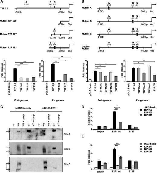 Figure 2. E2F1 binding is localized to 2 consensus binding sites on the Trib2 promoter. (A) (Upper) Schematic presentation of full-length 2.6-kb and deletion mutant Trib2 promoter constructs with the indicated E2F1 binding sites. 3T3 cells were (lower left) transfected with Trib2 luciferase reporter plasmids (pGL3 control, 2.6-kb, 500-bp, 927-bp, or 963-bp promoter region) and (lower right) cotransfected with E2F1 or pcDNA empty expression vector, and luciferase activity was measured. (B) (Upper) Schematic presentation of full-length 2.6 kb with site-directed mutations of the 3 putative E2F1 binding sites. 3T3 cells were (lower left) transfected with Trib2 luciferase reporter plasmids (pGL3 control, 2.6-kb, MutA, MutB, MutC, or double mutant DM) and (lower right) cotransfected with E2F1 or pcDNA empty expression vector, and luciferase activity was measured. Data presented are mean ± SD of duplicate cultures and representative of 3 independent experiments. *P < .05, **P < .005, and ***P < .001. (C) Nuclear extracts prepared from K562 cells transfected with pcDNA3 empty or E2F1 were assayed for E2F1 binding for sites A, B, and C by EMSA. Arrow indicates E2F1 binding. FP, free probe; comp, cold competition; MT, mutant type. (D) 3T3 cells were cotransfected with E2F1 WT or E2F1 E132 DNA binding deficient mutant or empty expression vector and Trib2 luciferase reporter constructs (pGL3 control, 2.6-kb, 500-bp, or DM promoter region), and luciferase activity was measured. Data presented are mean ± SD of duplicate cultures and representative of 2 independent experiments. **P < .005 and ***P < .001 using an unpaired Student t test. (E) K562 cells were cotransfected with E2F1 WT or E2F1 E132 DNA binding deficient mutant or empty expression vector and Trib2 luciferase reporter constructs (pGL3 control, 2.6-kb, 500-bp, or DM promoter region), and luciferase activity was measured. Data presented are mean ± SD and representative of 2 independent experiments. ***P < .001 using an unpaired Student t test.