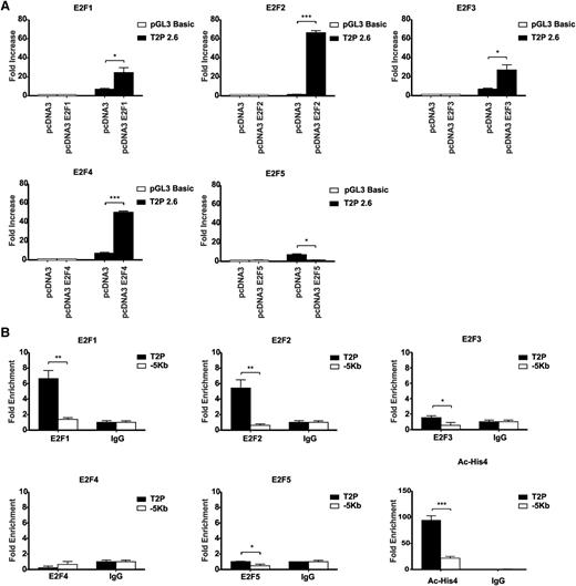 Figure 3. Other E2F family members can bind and activate Trib2 promoter. (A) 3T3 cells were cotransfected with E2F1, E2F2, E2F3, E2F4, E2F5, or pcDNA empty expression vector and Trib2 luciferase reporter plasmids (pGL3 basic control or 2.6-kb promoter region), and luciferase activity was measured. Data presented are mean ± SD of duplicate cultures and representative of 3 independent experiments. *P < .05 and ***P < .001. (B) K562 cells were chromatin immunoprecipitated using anti-E2F1, anti-E2F2, anti-E2F3, anti-E2F4, anti-E2F5, antiacetylated histone 4 (Ac-His4), or normal IgG control antibodies. PCR was performed using primers directed against the E2F binding region containing sites B and C and using primers against a −5-kb region as a negative control. Graphs represent fold enrichment of DNA compared with the IgG control and are representative of 3 independent experiments, and error bars denote ± SD of each sample. *P < .05, **P < .005, and ***P < .001.