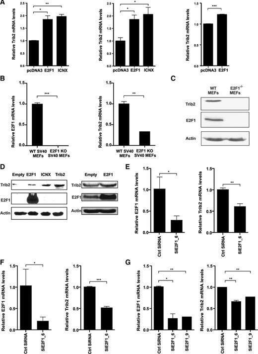 Figure 4. E2F1 regulates Trib2 mRNA and protein expression levels. (A) (Left) E2F1−/− (KO) MEFs, (center) 293T, or (right) K562 cells transfected with E2F1, pcDNA control, or ICNX as indicated were measured for Trib2 mRNA expression by real-time PCR analyses. Data are presented relative to control pcDNA transfected cells ± SD of duplicate cultures. *P < .05, **P < .005, and ***P < .001. (B) WT and E2F1−/− (KO) SV40 MEFs were measured for (left) E2F1 and (right) Trib2 mRNA expression by real-time PCR analyses. (C) Western blot analyses of E2F1 and Trib2 protein levels in WT and E2F1−/− (KO) MEFs. Actin shown as protein loading control. (D) (Left) E2F1−/− (KO) MEFs or (right) K562 cells were transfected with pcDNA3 empty vector, E2F1, ICNX, or Trib2 as indicated, and western blot analyses were performed for Trib2, E2F1, and actin as a loading control. (E) 293T, (F) HeLa, and (G) K562 cells were transfected with scrambled control siRNA and siE2F1 (1 or 2 different E2F1 siRNAs as indicated), and real-time PCR analysis was performed for E2F1 and Trib2. Data are presented relative to control transfected cells and representative of 2 independent experiments. Error bars denote ± SD of each sample measured in triplicate. *P < .05, **P < .005, and ***P < .001.