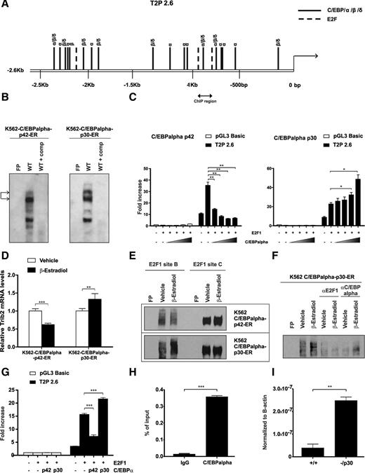 Figure 5. C/EBPα p42 and p30 oppositely modulate Trib2 expression via binding of the promoter. (A) Putative binding sites of C/EBP family of transcription factors in the Trib2 promoter. Several binding sequences are shared among members α, β, and δ of the C/EBPα family. E2F putative binding sites are also indicated (long dash line), and the region is targeted for ChIP-PCR analysis. (B) Nuclear extracts prepared from K562-C/EBPα-p42-ER or K562-C/EBPα-p30-ER cells induced with β-estradiol for 24 hours were assayed for C/EBPα binding by EMSA. Arrows indicate C/EBPα binding. FP, free probe; comp, cold competition. (C) 3T3 cells were cotransfected with empty control, E2F1 alone, or in combination with increasing amount of (left) C/EBPα-p42 or (right) C/EBPα-p30 and Trib2 luciferase reporter constructs (pGL3 control or 2.6-kb promoter), and luciferase activity was measured. Data presented are mean ± SD of duplicate cultures and representative of 2 independent experiments. *P < .05 and **P < .005. (D) K562-C/EBPα-p42-ER and K562-C/EBPα-p30-ER cells induced with β-estradiol or vehicle control for 24 hours were measured for Trib2 mRNA expression by real-time PCR analyses. Data are presented relative to vehicle control and representative of 2 independent experiments. Error bars denote ±SD of each sample measured in triplicate. **P < .005 and ***P < .001. (E) Nuclear extracts prepared from (upper) K562-C/EBPα-p42-ER and (lower) K562-C/EBPα-p30-ER cells transfected with E2F1 and induced with β-estradiol or vehicle control for 24 hours were assayed for E2F1 binding for WT sites B and C by EMSA. FP, free probe. (F) Supershift EMSA assay was performed in nuclear extracts prepared from K562-C/EBPα-p30-ER cells transfected with E2F1 and induced with β-estradiol or vehicle control for 24 hours using antibody specific for E2F1 or C/EBPα. Oligonucleotide for WT site B was used as a probe. FP, free probe. (G) K562 cells were cotransfected with empty control, E2F1 alone, or E2F1 in combination with C/EBPα-p42 or C/EBPα-p30 and Trib2 luciferase reporter constructs (pGL3 control or 2.6-kb promoter region), and luciferase activity was measured. Data presented are mean ± SD and representative of 2 independent experiments. ***P < .001 using an unpaired Student t test. (H) Normal murine GMP cells were chromatin immunoprecipitated using anti-C/EBPα or normal IgG control antibodies. PCR was performed using primers against the region indicated in A. Error bars denote ±SD of each sample measured in triplicate. ***P < .001. (I) Real-time PCR analysis of Trib2 mRNA levels in WT (+/+) GMP and −/p30 GMP cells. **P < .005.