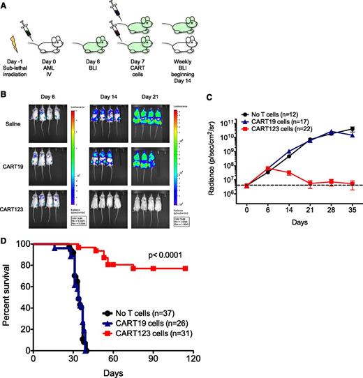 Figure 3. CART123 cells eliminate human AML in xenograft models. (A) Schematic of the MOLM14 xenograft model. NSG mice were sublethally irradiated (200 cGy) on day −1 and then injected via tail vein with 1 × 106 green fluorescent protein/luciferase+ MOLM14 on day 0. BLI was performed on day 6 to quantify engraftment and for randomization of treatment groups. Saline vehicle, CART19 cells (1 × 106), or CART123 (1 × 106) cells were injected IV on day 7, and mice were followed with serial BLI. Quantification of BLI radiance was used as a surrogate measurement of AML burden. (B) Elimination of MOLM14 occurred only in xenografted mice treated with CART123 cells, as measured by BLI radiance and displayed colorimetrically. (C) Summary BLI data from 3 MOLM14 xenograft experiments demonstrated rapid leukemic progression in vehicle-treated (black) and CART19-treated (blue) mice, whereas AML rejection was observed in CART123-treated mice (red). Mean radiance (symbols) with standard error of the mean (whiskers) are depicted at each time point. (D) Survival analysis of MOLM14 xenograft mice revealed significant survival for CART123-treated mice in comparison with vehicle- and CART19-treated mice. Attrition of CART123 T-cell–treated mice was primarily due to BLI-detectable AML progression in facial bones and subsequent anorexia and weight loss. Data were summarized from 4 independent experiments.