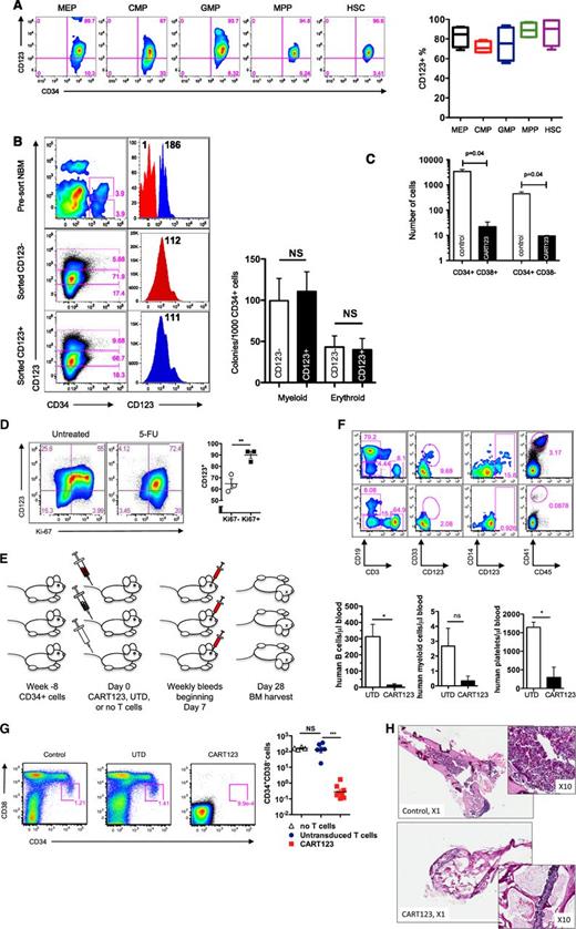 Figure 6. Eradication of normal hematopoiesis by CART123 in a xenograft model. (A) Healthy bone marrow progenitor populations exhibit moderate to bright expression of CD123. Bone marrow from 4 normal donors was stained for CD123 after gating on live singlet lineage-negative CD45dim cells, and the indicated progenitor subpopulations were identified using CD34, CD38, CD45RA, and CD90 (gating strategy is shown in supplemental Figure 8). CD123 gating was based on normal lymphocytes and confirmed with fluorescence-minus-one controls. MEP, megakaryocyte-erythroid progenitors; CMP, common myeloid progenitors; GMP, granulocyte-monocyte progenitors; MPP, multipotent progenitors; HSC, hematopoietic stem cells. (B) CD123dim/− bone marrow progenitors differentiate to CD123+ in semisolid culture. CD123dim (top panel, red histogram) or CD123intermediate/+ (top panel, blue histogram) CD34+ cells were sorted from normal bone marrow (NBM) and cultured in MethoCult Optimum medium for 14 days. The middle and lower panels show the phenotype of colonies that developed from sorted CD123dim/− and CD123intermediate/+ populations, respectively. The sorted cultured populations exhibited similar CD123 expression and an indistinguishable ability to form myeloid or erythroid colonies. MFI of CD123 is shown at top right. (C) CART123 cells markedly impair hematopoietic function. CD34+ cells selected from normal human cord blood were incubated at a 1:10 target-to-effector ratio with CART123 or control UTD T cells for 4 hours, followed by a 14-day culture in Methocult Optimum. Coculture with UTD T cells was used to control for the allogeneic effect. Hematopoietic function was assessed by manual colony counts (not shown) or quantified by flow cytometry for the indicated cell populations using Countbright beads. (D) Cycling bone marrow cells upregulate CD123. Mice previously engrafted with human CD34+ cells were treated with 5-fluorouracil (5-FU) or vehicle. Fourteen days later, bone marrow was harvested from these mice and analyzed for the intracellular proliferation marker Ki67 and for CD123 after gating on live lineage-negative human cells; P < .01 (Student t test). (E) Schematic of xenograft model to evaluate potential CART123-mediated myeloablation. NSG mice were engrafted with human fetal liver CD34+ cells (HIS mice) and bled for confirmation of engraftment after 6 to 8 weeks. On day 0, mice received CART123, control UTD T cells, or saline vehicle. Flow cytometric quantification of human hematopoietic cells in peripheral blood (days 7, 14, 21) and in bone marrow (day 28) was performed. (F) Specific decline in circulating human B cells, myeloid cells, monocytes, and platelets is seen after treatment with CART123. Representative plots are shown after control (top) or CART123 (bottom) infusion and quantified in the lower panel (control T cells, open column; CART123, solid column). (G) Specific myeloablation of human bone marrow in CART123 mice. On day 28 after T-cell injection, bone marrow was harvested and analyzed for human progenitor cell populations after gating on live singlet human lineage-negative cells. (H) Sections of femur taken from HIS mice 1 month after treatment with control (top) or CART123 (bottom). Hematoxylin and eosin staining; Zeiss microscope original magnification ×1 and ×10 shown. Results are representative of at least 2 independent experiments. NS, nonsignificant.