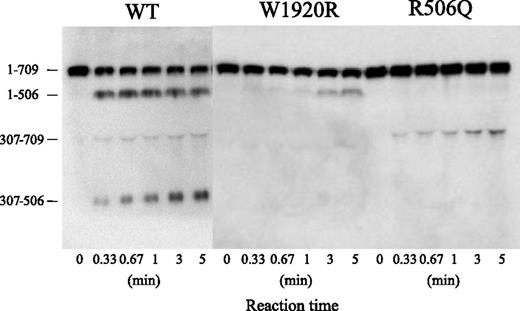Figure 6. APC-catalyzed proteolytic cleavage of the HCh of FVa-W1920R. FV variants (8 nM) were incubated with thrombin (100 nM) for 5 minutes, and the reaction was terminated by the addition of hirudin (25 U/mL). FVa variant samples (0.5 nM) were incubated with APC (1 nM) and PS (30 nM) in the presence of PL (20 μM) for the indicated times. Samples were analyzed on 8% gels, followed by western blotting using an anti-FV HCh mAb 5146 IgG, as described in “Materials and methods.” A vertical line is inserted to indicate a repositioned gel lane.