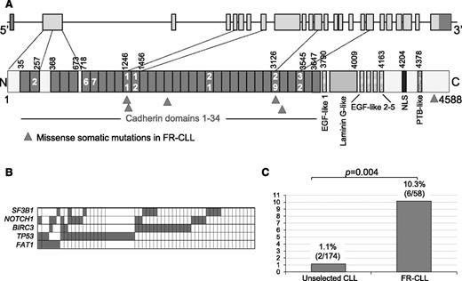 Figure 3. Features of FAT1 mutations. (A) Schematic representation of the FAT1 (upper) gene and (lower) protein, with its conserved functional domains. Triangles indicate the position of the mutations found in FR-CLL. (B) Mutual relationship of FAT1 mutations with other gene alterations in FR-CLL. In the heat map, rows correspond to identical genes and columns represent individual patients, color-coded based on the gene status (white indicates WT; gray indicates mutations and/or deletion of TP53, mutations and/or deletion of BIRC3, mutations of SF3B1, and mutations of NOTCH1). (C) Prevalence of FAT1 mutations in FR-CLL vs unselected CLL at diagnosis.