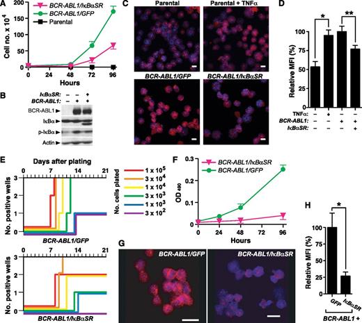 Figure 1. IκBαSR inhibits in vitro B-lymphoid transformation by BCR-ABL1. (A) Ba/F3 parental cells or cells transduced with retrovirus expressing BCR-ABL1/GFP or BCR-ABL1/IκBαSR (4 × 104) were plated in triplicate in the absence of IL-3, and viable cells determined by trypan blue staining. The difference in cell number between BCR-ABL1/GFP–expressing and BCR-ABL1/IκBαSR–expressing Ba/F3 at 96 hours was significant (P < .0001, Student t test). (B) Immunoblot of extracts from the cell lines in panel A, demonstrating expression of IκBαSR. (C) Representative confocal photomicrographs of nuclear RelA expression in Ba/F3 parental cells unstimulated or treated with TNFα (20 ng/mL) for 15 minutes, and Ba/F3 cells expressing BCR-ABL1/GFP or BCR-ABL1/IκBαSR. Cells were stained with antibody against RelA (red) and counterstained with Hoechst dye (blue). Scale bars = 10 μm. (D) Quantification of nuclear RelA fluorescence intensity per cell in the populations shown in panel B by confocal immunofluorescence microscopy. Data are presented as MFI of nuclear RelA staining relative to cells expressing BCR-ABL1/GFP (error bars indicate SE). The differences between unstimulated and TNFα-stimulated parental Ba/F3 cells (*), and between BCR-ABL1/GFP- and BCR-ABL1/IκBαSR-expressing Ba/F3 cells (**), were significant (P = .0003 and P = .0074, respectively, Student t test). (E) Transformation of primary B-lymphoid progenitors in vitro. BM was transduced with BCR-ABL1/GFP or BCR-ABL1/IκBαSR retrovirus and plated in triplicate on stroma at decreasing numbers of cells per well, as indicated by the colored lines. Positive wells were scored vs time when the viable nonadherent cell number reached 106 per well. (F) Proliferation of primary B-lymphoid progenitors transformed by BCR-ABL1/GFP or BCR-ABL1/IκBαSR. Cells (4 × 104) were seeded at day 0. Viable cells were determined by colorimetric assay for reduction of dimethylthiazol diphenyltetrazolium. The difference in viable cell number at 96 hours was significant (P < .0001, Student t test). (G) Representative confocal micrographs of nuclear RelA expression in B lymphoblasts expressing BCR-ABL1/GFP or BCR-ABL1/IκBαSR. Scale bars = 10 μm. (H) Nuclear RelA expression in the transformed cells from panel A was quantified by confocal microscopy, as described in “Materials and methods.” Data are presented as mean nuclear RelA fluorescence relative to cells expressing BCR-ABL1/GFP (error bars indicate SE). The average nuclear RelA content of BCR-ABL1/IκBαSR–transformed B-lymphoid cells was significantly decreased (*P = .0026, Student t test). MFI, mean of fluorescence intensity.