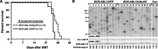 Figure 2. IκBαSR expression prolongs survival of mice with BCR-ABL1–induced B-ALL. (A) Kaplan-Meier survival curve for recipients of BCR-ABL1/GFP– or BCR-ABL1/IκBαSR–transduced BM. The number of individual mice in each arm is indicated; all mice developed B-ALL. Mice with B-ALL induced by the BCR-ABL1/IκBαSR retrovirus survived significantly longer than control (P = .0096, Mantel-Cox test). (B) Genomic DNA from pleural effusion lymphoblasts of B-ALL mice was subjected to Southern blot analysis to quantify leukemia-initiating cells, as described in “Materials and methods.” The difference in number of proviral clones between leukemias induced by BCR-ABL1/GFP (lanes 1-10, 8.1 ± 3.5 independent clones) or BCR-ABL1/IκBαSR (lanes 11-22, 5.8 ± 2.0 independent clones) was of borderline significance (P = .0697, Student t test). The 2 control DNAs (Con, lanes 23-24) were from cell lines that each contained a single BCR-ABL1 provirus. The same blot was reprobed with a human ABL1 probe to calculate the total proviral copy number per genome, as described.21