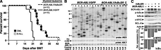 Figure 3. Expression of IκBαSR attenuates CML-like MPN induced by BCR-ABL1. (A) Kaplan-Meier survival curve for CML-like MPN induced by BCR-ABL1/GFP or BCR-ABL1/IκBαSR. The number of individual mice in each arm is indicated. All mice receiving BCR-ABL1/GFP–transduced BM developed CML-like MPN; recipients of BCR-ABL1/IκBαSR–transduced BM developed CML-like MPN (▪) except for 1 recipient who developed B-ALL (□), and had significantly longer survival than recipients of BCR-ABL1/GFP–transduced BM (P < .0001, Mantel-Cox test). (B) Analysis of leukemia-initiating cell frequency in recipients from the 2 cohorts in panel A. Leukemias induced by BCR-ABL1/GFP (lanes 1-11) had a significantly higher number of independent clones (9.9 ± 2.8) than leukemias induced by BCR-ABL1/IκBαSR (lanes 12-19; 6.8 ± 1.4 clones, P = .0096, Student t test). The control DNA (C, lane 20) was from a cell line that each contained a single BCR-ABL1 provirus. (C) Immunoblot of protein lysates from spleens of mice with CML-like MPN induced by BCR-ABL1/GFP (lanes 2-3) or BCR-ABL1/IκBαSR (lanes 4-5) with the indicated antibodies. Lysate from untransduced mouse BM (lane 1) served as a control. The relative expression of c-MYC was quantified and normalized to actin (bar graph).