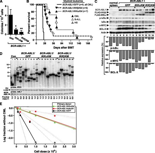 Figure 6. Kinase-inactive IKK mutants attenuate CML-like MPN induced by BCR-ABL1 in mice. BM from 5-FU–treated donors was transduced with retrovirus expressing BCR-ABL1/GFP, BCR-ABL1/IKKαKM, or BCR-ABL1/IKKβKM, and subsequently either plated in methylcellulose culture (A) or transplanted into irradiated recipients to induce CML-like MPN (B). (A) Myeloid colony assay. Transduced BM cells (1 × 104) were seeded per plate in triplicate. Colony number was determined at day 14. The differences in colony number for BCR-ABL1/IKKαKM– or BCR-ABL1/IKKβKM–transduced progenitors were significant (*P = .022 and **P = .024, Student t tests). (B) Kaplan-Meier survival curve for recipients of BCR-ABL1–transduced BM in the CML model. The number of mice from the different arms is indicated, with the phenotype of disease indicated by the shading of the symbol; mice with mixed hematologic disease are indicated by mixed shading. Recipients of BM transduced by BCR-ABL1/IKKαKM (P < .0001, Mantel-Cox test) or BCR-ABL1/IKKβKM (P < .0001, Mantel-Cox test) survived significantly longer than BCR-ABL1/GFP recipients. (C) Kinase-inactive IKK mutants inhibit BCL-X expression induced by BCR-ABL1–expressing myeloid progenitors. Immunoblot analysis of protein lysates from spleens of mice with CML-like MPN induced by BCR-ABL1/GFP (lanes 4-8), BCR-ABL1/IKKαKM (lanes 9-11), and BCR-ABL1/IKKβKM (lanes12-14). Lysates from spleens of 3 untransplanted mice (lanes 1-3) were loaded as controls. The blot was analyzed with antibodies against BCR-ABL1, FLAG, IκBα, c-MYC, and BCL-X, and actin. (D) Analysis of genomic DNA from leukemic tissues of mice with CML-like MPN induced by BCR-ABL1/GFP (lanes 3-10), BCR-ABL1/IKKαKM (lanes 11-17), or BCR-ABL1/IKKβKM (lanes 18-23) by Southern blot with an IRES probe to detect distinct proviral integration events. Two control DNAs (Con, lanes 1-2) were from cell lines that each contain a single BCR-ABL1 provirus. CML-like MPN induced by BCR-ABL1/IKKαKM (P < .0001, Student t test) and BCR-ABL1/IKKβKM (P = .0003, t test) showed a significant reduction in leukemia-initiating cell frequency as compared with BCR-ABL1/GFP. Because of the lower titers consistently obtained for BCR-ABL1 retroviruses coexpressing IKKα/βKM (supplemental Figure 1), we used more dilute BCR-ABL1/GFP retrovirus to match titers, resulting in a lower average number of proviral clones in the GFP control arm than in Figure 3B. (E) Limiting dilution secondary transplantation analysis of resident BM leukemia stem cell frequency in primary mice with CML-like MPN induced by BCR-ABL1/GFP (black), BCR-ABL1/IkBαSR (red), and BCR-ABL1/IKKαKM (green) retroviruses. The frequency of secondary recipients who did not develop CML-like MPN (log scale) is indicated by the closed symbols; open symbols indicate all recipients developed MPN at that cell dose. Dashed lines indicate 95% confidence intervals.