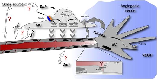 Scheme of an angiogenic vessel showing a tip cell responding to a VEGF gradient (blue) and followed by stalk cells of the growing vessel. Yao et al describe the function of Shh for MC recruitment to the stabilizing vessel. The question marks in red highlight pathways with which Shh might interact herein as well as other potential sources and functions of Shh. Ang-1/-2, angiopoietin-1/-2; Dll4, delta-like 4; PDGFRβ, platelet-derived growth factor receptor β; VEGFR2, vascular endothelial growth factor receptor 2; Wnt, Wnt growth factors.