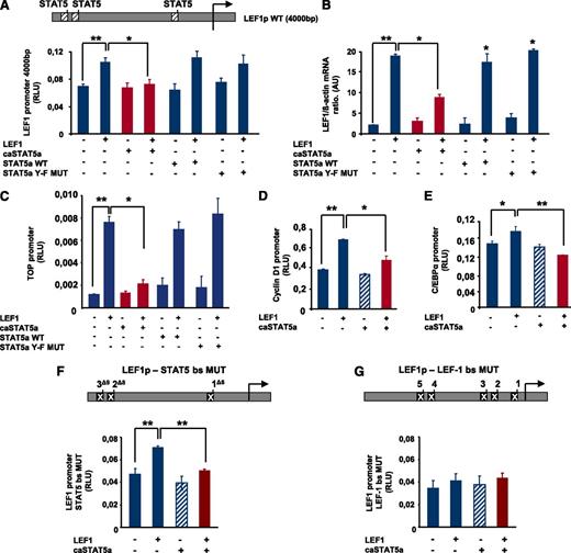 Figure 2. caSTAT5a inhibits the transcriptional activity of the LEF-1 promoter. (A) A LEF-1 reporter construct containing a 4000-bp upstream region of the LEF-1 gene harboring 3 binding sites identified in chromatin immunoprecipitation assays (top inset) was generated. The effects of exogenously expressed caSTAT5a, WT STAT5a, or STAT5a Y-F MUT on LEF-1 autoregulation were then tested in HEK293 cells co-transfected with the LEF-1 reporter construct. Data represent means ± SD and are derived from 3 independent experiments, each in triplicate (*P < .05, **P < .01). (B) LEF-1 mRNA expression in HEK293 cells transfected as described in panel A. mRNA was measured by qRT-PCR. LEF-1 mRNA levels were normalized to those of β-actin and are presented as AUs. Data represent means ± SD and are derived from 2 independent experiments, each in triplicate (*P < .05, **P < .01). (C) The effects of caSTAT5a, WT STAT5a, or STAT5a Y-F MUT on the LEF-1–mediated activation of a TOP promoter construct containing 4 LEF-1/TCFs binding sites were analyzed in HEK 293 cells co-transfected with the TOP construct and the corresponding expression plasmids by measuring the luciferase activity of the TOP promoter. Data represent means ± SD and are derived from 3 independent experiments, each in triplicate (*P < .05, **P < .01). (D,E) The effects of caSTAT5a on the LEF-1–mediated activation of C/EBPα and cyclin D1 promoters were analyzed in HEK 293 cells co-transfected with cyclin D1 (D) or C/EBPα (E) reporter gene constructs and the corresponding expression plasmids. Data represent means ± SD and are derived from 3 independent experiments, each in triplicate (*P < .05, **P < .01). (F) Three STAT5 binding sites were deleted in the LEF-1 gene promoter (top inset). caSTAT5a-dependent inhibition of LEF-1 promoter autoregulation was determined in HEK293 cells co-transfected with the promoter construct containing mutated STAT5 binding sites and the corresponding expression plasmids by assessing the luciferase activity of the mutated LEF-1 promoter. Data represent means ± SD and are derived from 3 independent experiments, each in triplicate (**P < .01). (G) Five LEF-1 binding sites were deleted in the LEF-1 promoter (top inset) caSTAT5a-dependent inhibition of LEF-1 promoter autoregulation was determined in HEK293 cells co-transfected with the promoter construct containing mutated LEF-1 binding sites and the corresponding expression plasmids by assessing the luciferase activity of the mutated LEF-1 promoter. Data represent means ± SD and are derived from 3 independent experiments, each in triplicate.