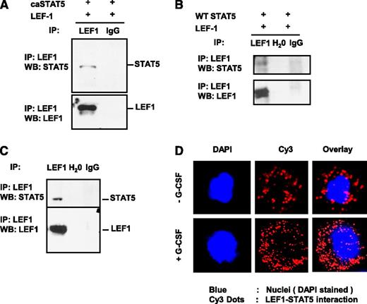 Figure 3. STAT5 protein interacts with LEF-1 protein. Whole-cell lysates of HEK293 cells co-transfected with expression plasmids for LEF-1 and caSTAT5a complementary DNA (A) or WT STAT5a (B) were immunoprecipitated (IP) with rabbit monoclonal anti–LEF-1 antibody (IP-antibody) and were further analyzed by western blotting (WB) using a mouse monoclonal anti–LEF-1 or mouse monoclonal anti-STAT5a antibody. Representative images are shown. (C) Jurkat cell lysates were immunoprecipitated with a polyclonal anti–LEF-1 antibody and the immunoprecipitates were subjected to WB analysis with monoclonal anti–LEF-1 antibody or polyclonal anti-STAT5a antibody. Lysates of Jurkat cells used for immunoprecipitation were included as a positive control. Representative WB images are shown. (D) The interaction of endogenous LEF-1 and STAT5a proteins in CD34+ cells from healthy individuals incubated with or without 10 ng/mL of G-CSF was detected using a Duolink In Situ Proximity-Ligation Assay. (Left) DAPI-stained nuclei; (middle) Cy3 dots corresponding to LEF-1–STAT5a interaction; (right) DAPI/Cy3 overlay with red dots corresponding to LEF-1–STAT5a interaction. Ig, immunoglobulin.