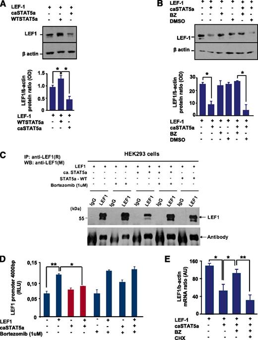 Figure 4. caSTAT5a, but not WT STAT5a, downregulates the expression of LEF-1 protein, an effect that is rescued by bortezomib. (A) (Top) HEK293 cells were transfected with an LEF-1 expression plasmid with our without co-transfection of caSTAT5a or WT STAT5a. Whole-cell lysates were analyzed for LEF-1 and β-actin protein expression by western blotting. All samples were processed in a similar fashion, as described in Materials and Methods. Representative images are shown. (Bottom) Bar graphs indicate the ratio between the optical density of protein bands of LEF-1 protein to that of the housekeeping protein, β-actin. Data represent means ± SD and are derived from 3 independent experiments, each in triplicate (*P < .05). (B) (Top) HEK293 cells were transfected with an LEF-1 expression plasmid, with our without co-transfection of caSTAT5a, and subsequently treated with 1 μg/μL of bortezomib (BZ) or dimethylsulfoxide. Whole-cell lysates were analyzed for LEF-1 and β-actin protein expression by western blotting. All samples were processed in a similar fashion, as described in Materials and Methods. Representative images are shown. (Bottom) Bar graphs indicate the ratio between the optical density of protein bands of LEF-1 protein to that of the housekeeping protein, β-actin. Data represent means ± SD and are derived from 3 independent experiments, each in triplicate (*P < .05). (C) HEK293 cells were transfected with an LEF-1 expression plasmid, with our without co-transfection of caSTAT5a or WT STAT5a, and subsequently treated with 1 μg/μL BZ. Lysates of transfected cells were immunoprecipitated with a polyclonal anti–LEF-1 antibody and the immunoprecipitates were subjected to western blot analysis with a monoclonal anti–LEF-1 antibody. The IgG antibody band was used as a loading control. Representative western blot images are shown. (D) LEF-1 mRNA expression in HEK293 cells transfected as described in panel C. mRNA was measured by qRT-PCR. LEF-1 mRNA levels were normalized to those of β-actin and are expressed as AUs. Data represent means ± SD and are derived from 2 independent experiments, each in triplicate (*P < .05, **P < .01). (E) HEK293 cells were transfected with an LEF-1 expression plasmid, with or without co-transfection of caSTAT5a or WT STAT5a, and subsequently incubated with 1 μg/mL of BZ alone or in combination with 1 μg/mL of cycloheximide (CHX). After 24 hours, mRNA was isolated and LEF-1 mRNA expression was measured by qRT-PCR. LEF-1 mRNA levels were normalized to those of β-actin and are presented as AUs. Data represent means ± SD and are derived from 2 independent experiments, each in duplicate (*P < .05, **P < .01).