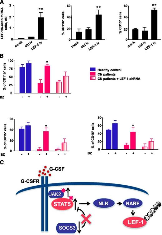 Figure 7. Treatment of CN CD34+ progenitors with bortezomib or transduction of cells with LEF-1 lv promotes in vitro granulocytic differentiation. (A) CD34+ cells from CN patients (n = 2) were transduced with LEF-1 lv or ctrl lv, and granulocytic differentiation was induced as described in Materials and Methods; untransduced cells (controls) were cultured under the same conditions. Expression of LEF-1 mRNA and granulocytic (CD15) and myeloid (CD11b) surface markers as assessed on day 7 of culture. Cell surface marker expression was measured by FACS; representative histograms are presented. mRNA expression were assessed by qRT-PCR. LEF-1 mRNA levels were normalized to those of β-actin and are presented as AUs. Data represent means ± SD and are derived from 3 independent experiments, each in triplicate (**P < .01). (B) In vitro G-CSF–triggered granulocytic differentiation of CD34+ cells from 2 CN patients and 2 healthy individuals was performed in the presence or absence of bortezomib (10 nM), as described in Materials and Methods. Some cells from CN patients were transduced with lentivirus-based LEF-1 shRNA constructs. Surface expression of the granulocyte-specific markers, CD11b, CD15, and CD16, were assessed using FACS. Data represent means ± SD and are derived from 2 independent experiments, each in duplicate (*P < .05). (C) Schematic representation of the caSTAT5a-dependent degradation of LEF-1 protein in myeloid cells of CN patients. In CN patients, daily treatment with high pharmacological doses with G-CSF results in hyperactivation of STAT5a by phosphorylation owing to elevated JAK2 and diminished SOCS3 expression levels. Hyperactivated STAT5 activates NLK, promoting NLK–NARF interactions, and leading to recruitment of the NARF-NLK complex to LEF-1 protein and subsequent LEF-1 ubiquitination and degradation.