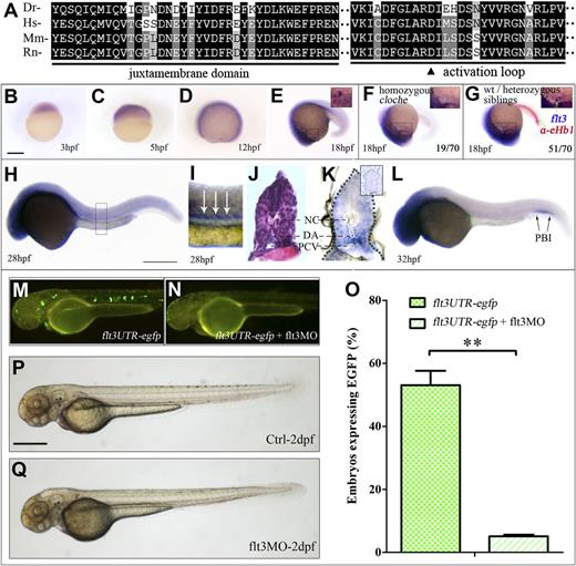 Figure 1. Conservation, expression, and knockdown of zebrafish flt3. (A) Multiple sequence alignment showing the conservation of JMD and the activation loop within the TKD in FLT3 from zebrafish (Dr, Danio rerio), human (Hs, Homo sapiens), mouse (Mm, Mus musculus), and rat (Rn, Rattus norvegicus). (B-E) WISH showing the spatial expression of flt3 at 3 (B), 5 (C), 12 (D), and 18 (E) hpf. (F-G) Double ISH (flt3 in blue; α-eHb1 in red) showing flt3 expression in the homozygous cloche mutant (F) and WT and heterozygous siblings (G) at 18 hpf. Inset, A higher magnification of region in the anterior yolk sac as defined by the rectangle. (H-K) WISH (H-I) and paraffin sectioning (J-K) showing flt3 expression at 28 hpf. Sectioning on the flt3 sense probe ISH embryos (inset) was used as negative control. (L) ISH showing flt3 expression in the PBI at 32 hpf. (M-O) The egfp expression in flt3UTR-egfp injected (M) and flt3UTR-egfp + flt3MO coinjected (N) embryos at 2 dpf, respectively. Comparison of the percentage (O) of embryos showing the egfp expression with or without the coinjection of flt3MO. (P-Q) General morphology of uninjected control (P) and flt3MO (Q) embryos at 2 dpf. Triangle in panel A indicates the human FLT3 D835 residue; the arrows in panel I indicate the flt3 expression in the midline of the embryos; the arrows in panel L indicated the flt3 expression in the PBI. Scale bars represent 500 μm. ISH, in situ hybridization; NC, notochord; PCV, posterior cardinal vein.