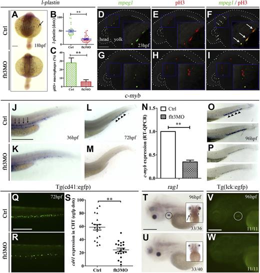 Figure 2. flt3 knockdown affected primitive myelopoiesis and definitive hematopoiesis. MO targeting zebrafish flt3 was microinjected into 1-cell–stage embryos (6 ng per embryo), and uninjected embryos from the same batch were used as control. (A) WISH comparing the expression of l-plastin between control (top panel) and flt3MO embryos (bottom panel) at 18 hpf. The arrow indicated l-plastin expression at the anterior yolk sac region. (B) Comparison of l-plastin expression (dots in the anterior yolk sac) in control and flt3MO embryos at 18 hpf (corresponding to panel A). (C) Comparison of percentage of Phospho-Histone H3 (pH3) positive macrophages in control and flt3MO embryos. The percentage was calculated based on the number of overlapped signals divided by the number of macrophages (GFP+) in each embryo. The results represented mean ± 1 standard error of the mean of 15 embryos examined in 3 different experiments. (D-I) Phospho-Histone H3 (Ser10) immunostaining showing the proliferation of macrophages (mpeg1:egfp transgenic fish) in control embryos (D-F) and flt3 morphants (G-I) at 22 hpf. The images in panels D-F were obtained from the same embryo, showing the overlapping signals in panel F. It was similarly presented for panels G-I. The body including the developing eyes and yolk sac was outlined by the dotted lines. Proliferative cells (nonmacrophage) were also identified in the heads and tail regions and were shown in supplemental Figure 7G,K. (J-P) WISH showing the c-myb expression in control (J,L,O) and flt3MO (K,M,P) embryos at 36, 72, and 96 hpf, respectively. The arrows in panel J and arrowheads in panels L and O indicated c-myb expression in the ventral wall of DA and CHT. (N) Real-time quantitative PCR comparing c-myb expression between control and flt3MO embryos (corresponding to panels L-M). (Q-S) Comparison of cd41:egfp expression in CHT between control (Q) and flt3MO (R) embryos using Tg(cd41:egfp) transgenic embryos. (S) Comparison of cd41:egfp expression (dots of egfp+ cells in the CHT) in control and flt3MO embryos (corresponding to panels Q-R). (T-U) WISH showing rag1 expression in control (T) and flt3MO (U) embryos. The circle in panel T and arrow in the inset indicated rag1 expression in the thymus at lateral and ventral views. (V-W) Comparison of lck expression in thymus between control (V) and flt3MO (W) embryos using Tg(lck:egfp) transgenic embryos. The circle in panel V indicated lck expression in the thymus. Scale bars represent 500 μm.