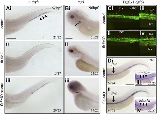 Figure 3. flt3 mRNA rescue and flt3 knockdown had no effect on angiogenesis and vasculogenesis. The expression of c-myb (A) and rag1 (B) in uninjected control, flt3MO, and flt3MO + flt3 mRNA injected embryos at 4 dpf. The arrowheads in panel Ai and the arrow in Bi indicated c-myb (CHT region) and rag1 (thymus) expression. (C) The development of ISV, DA, and DV in control and flt3MO embryos at 24 hpf. (D) flt4 (DV) and efnb2α (DA) expression in control and flt3MO embryos at 32 hpf. Panel Ai-iii represents the whole mount in situ hybridization of c-myb in control (Ai), flt3MO (ii), and flt3MO rescue (iii) embryos at 96 hpf, respectively. Panel Bi-iii represents the whole mount in situ hybridization of rag1 in control (Bi), flt3MO (ii), and flt3MO rescue (iii) at 96 hpf, respectively. Panel Ci-iv represents the green fluorescence (indicates the flk1 expression) in control (Ci and iii), and flt3MO (ii and iv) embryos at 24 hpf, respectively. Panel Di-iv represents the flt4 (Di and ii) and efnb2α expression in control (Di, iii) and flt3MO (ii, iv) at 32 hpf, respectively. Scale bars represent 250 μm.