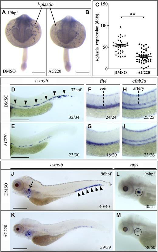 Figure 4. flt3 inhibitor recapitulated the effect of flt3 MO knockdown. AC220 (2.5 μmol/L) was used to treat the embryos from 6 hpf to defined developmental stage. Equal volume of DMSO treatment was used as control. (A-B) WISH comparing the l-plastin expression in the anterior yolk sac region between DMSO control (A) and AC220 (B) embryos at 19 hpf. (C) Comparison of l-plastin expression in DMSO control and AC220 embryos at 19 hpf. (D-I) WISH comparing the expression of c-myb (D-E), flt4 (F-G), and efnb2α (H-I) between DMSO control (D,F,H) and AC220 (E,G,I) embryos at 32 hpf. The arrowheads in panel D indicated c-myb expression along the ventral wall of DA. (J-M) WISH showing the expression of c-myb (J-K) and rag1 (L-M) expression in DMSO control (J,L) and AC220 (K,M) embryos at 96 hpf. The arrow and arrowheads in panel J indicated c-myb expression at the thymus and CHT. The circled region (L-M) indicates the rag1 expression in the thymus. Scale bars represent 500 μm.