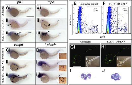 Figure 5. FLT3-ITD overexpression induced ectopic myeloid expansion in zebrafish. (A-D) Human WT FLT3 (FLT3-WT) and FLT3-ITD mutation (FLT3-ITD) was cloned into pegfp-N3 vector. The vector containing the FLT3WT-T2a-egfp and FLT3ITD-T2a-egfp transgene was microinjected into 1-cell–stage zebrafish embryos. WISH comparing the pu.1 (A), mpo (B), cebpα (C), and l-plastin (D) expression between uninjected, FLT3-WT, and FLT3-ITD overexpressing embryos at 36 hpf. The arrowheads and arrows indicated the typical intermediate and severe expansion (for definition, see supplemental Figure 11). Panel Ai-iii represents the pu.1 expression in uninjected (Ai), FLT3-WT (ii), and FLT3-ITD (iii) embryos, respectively. Panel Bi-iii represents the mpo expression in uninjected (Bi), FLT3-WT (ii), and FLT3-ITD (iii) embryos, respectively. Panel Ci-iii represents the cebpα expression in uninjected (Ci), FLT3-WT (ii), and FLT3-ITD (iii) embryos, respectively. Panel Di-iii represents the l-plastin expression in uninjected (Di), FLT3-WT (ii), and FLT3-ITD (iii) embryos, respectively. (E-F) Human FLT3-ITD was cloned into the pDsRed-Monomer-N1 vector to generate the FLT3-ITD-T2a-mRFP transgene. The CMV-driven FLT3-ITD-T2a-mRFP transgene was microinjected into 1-cell–stage embryos. The level of increase in mpo+ cells might appear lower as the FLT3-ITD-T2a-mRFP transgene expressed weaker FLT3-ITD than the FLT3ITD-T2a-egfp transgene used for WISH. (G-H) Human FLT3-ITD mRNA was in vitro transcribed and microinjected into 1-cell–stage Tg(mpo:egfp) embryos. The egfp+ cells indicate the mpo expression in uninjected (Gi-ii) and FLT3-ITD mRNA (Hi-ii) embryos at 36 hpf. (I-J) FACS of mpo+ cells by egfp, and the morphology of the mpo+ cells in uninjected (I) and FLT3-ITD mRNA (J) injected embryos were examined (Shandon Cytospin 4; Thermo Electron Corporation) with Wright-Giemsa staining. The mpo:egfp+ cells were sorted (MoFlo XDP; Beckman Coulter) Scale bars represent 500 μm in panels A-D, and ×600 magnification in panels I-J.