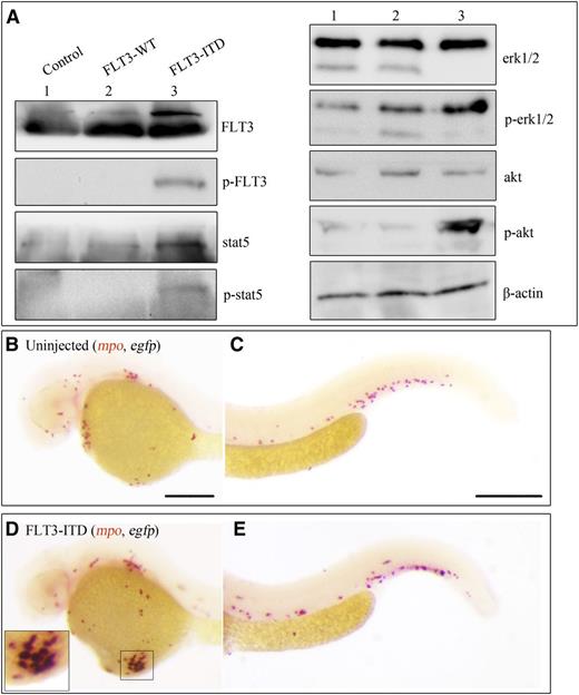 Figure 6. FLT3-ITD expression induced evident p-stat5, p-erk, and p-akt, and colocalized with mpo. (A) Western blotting comparing the FLT3, p-FLT3, stat5, p-stat5, erk1/2, p-erk1/2, akt, and p-akt in uninjected, FLT3-WT, and FLT3-ITD embryos at 36 hpf. (B-E) Double-color WISH showing the mpo and egfp expression in uninjected control (B-C) and FLT3-ITD overexpressing (D-E) embryos at 36 hpf. The boxed area indicates the coexpression of mpo and egfp in the yolk sac. Scale bars represent 500 μm.