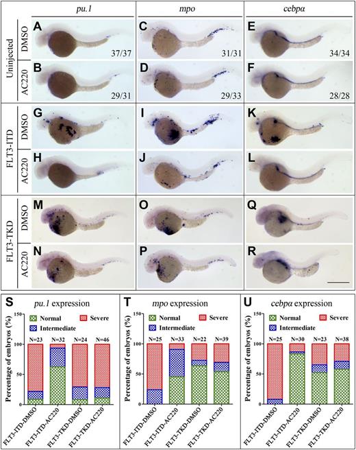 Figure 7. AC220 effectively ameliorated FLT3-ITD, but not FLT3-TKD–induced, myeloid expansion. The human D835Y TKD mutation (FLT3-TKD) was generated based on the vector containing the human FLT3-WT sequence by a site-directed mutagenesis. The vectors containing the FLT3-ITD-T2a-egfp and FLT3-TKD-T2a-egfp were microinjected into 1-cell–stage embryos. Embryos were treated with DMSO control or AC220 (2.5 μmol/L) from 6 hpf to 36 hpf. (A-F) WISH showing the expression of pu.1 (A-B), mpo (C-D), and cebpα (E-F) in the uninjected embryos treated with DMSO and AC220 from 6 to 36 hpf, respectively. (G-L) WISH showing the expression of pu.1 (G-H), mpo (I-J), and cebpα (K-L) in the FLT3-ITD embryos treated with DMSO and AC220 from 6 to 36 hpf. (M-R) WISH showing pu.1 (M-N), mpo (O-P), and cebpα (Q-R) expression in the FLT3-TKD embryos treated with DMSO and AC220 treatment from 6 to 36 hpf. (S-U) Percentage of FLT3-ITD, FLT3-TKD embryos showing the myeloid-committed cell expansion as shown by pu.1 (S), mpo (T), and cebpα (U) expansion after DMSO or AC220 treatment from 6 to 36 hpf. AC220 significantly ameliorated the expansion of myeloid expression based on pu.1, mpo, and cebpα expression (P < .01) in FLT3-ITD but not FLT3-TKD embryos (P > .05). Scale bars represent 500 μm.