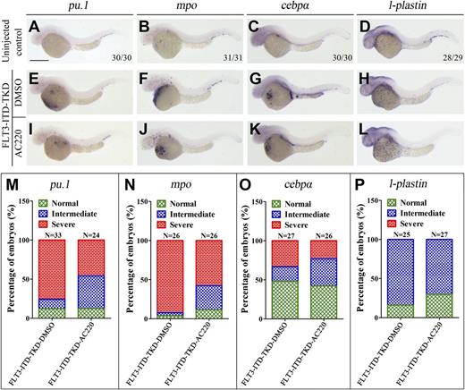 Figure 8. FLT3-ITD-TKD double mutation showed poor response to AC220 comparing to FLT3-ITD. The human FLT3-ITD-TKD double mutation was generated by inducing TKD mutation into the FLT3-ITD sequence using the site-directed mutagenesis approach. WISH showing normal expression of pu.1 (A,E,I), mpo (B,F,J), cebpα (C,G,K), l-plastin (D,H,L) in uninjected control (A-D), FLT3-ITD-TKD embryos treated with DMSO (E-H) and AC220 (I-L) from 6 to 36 hpf. (M-P) Comparison of pu.1 (M), mpo (N), cebpα (O), and l-plastin (P) expansion in FLT3-ITD-TKD embryos treated with DMSO or AC220 from 6 to 36 hpf. There was no statistically significant effect of AC220 treatment (P > .05). Scale bars represent 500 μm.